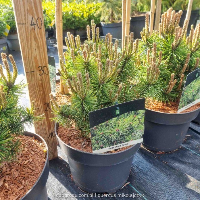 Sosna kosodrzewina 'Mops'